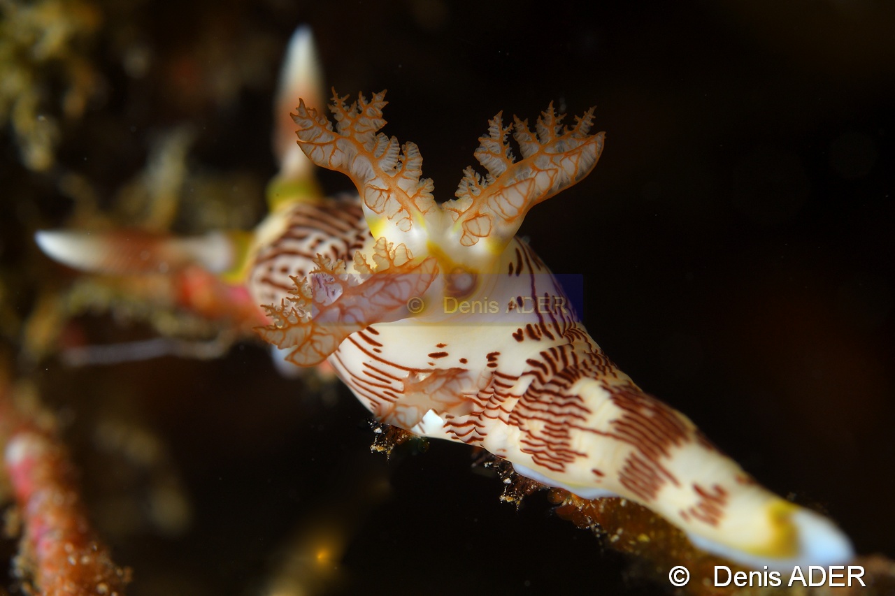 Nembrotha lineolata-Tomia Hondue Beach-20m-20180525-Denis-ADER-DSC_0283_tn.jpg